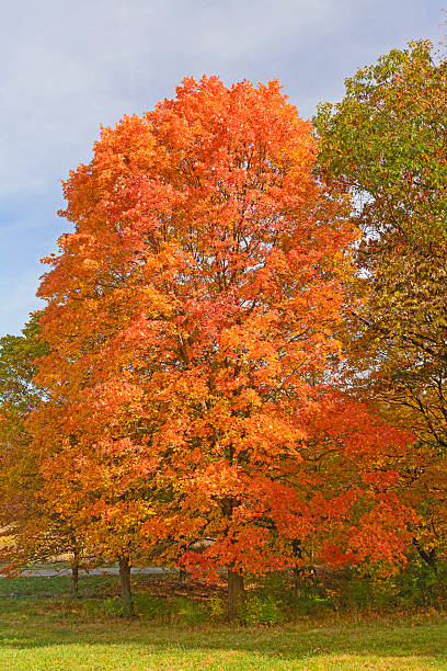 arce de azúcar en colores de otoño - lisle fotografías e imágenes de stock