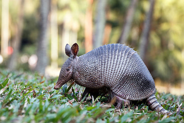 Armadillo from Brazil Armadillo from Brazil armadillo stock pictures, royalty-free photos & images