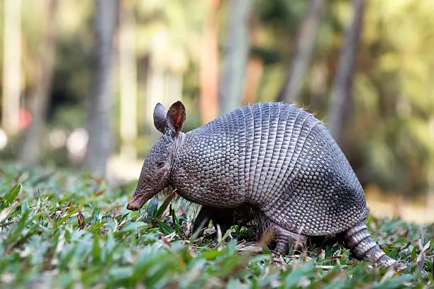 Armadillo from Brazil