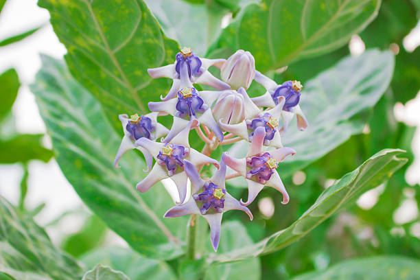 istock Crown Flower, Thai call Love flower 584611240