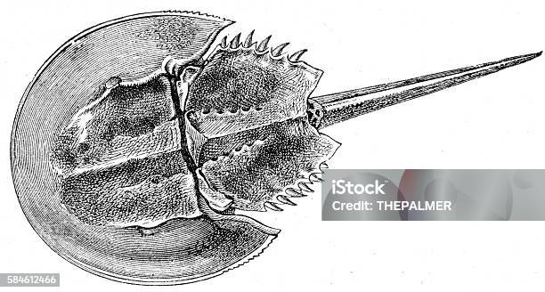 Horseshoe Crab Engraving 1888 Stock Illustration - Download Image Now - Horseshoe Crab, Antique, Black And White