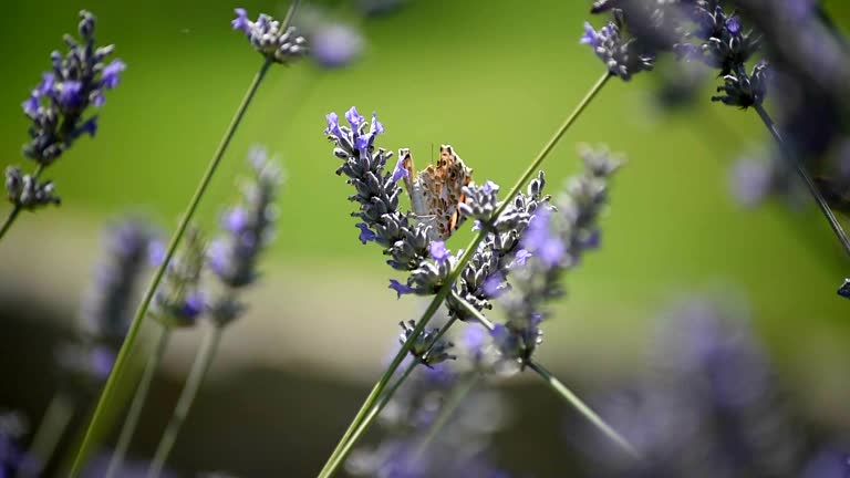 flower butterfly