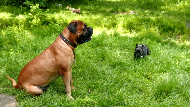 Dog French Bulldog and Bullmastiff playing outdoors