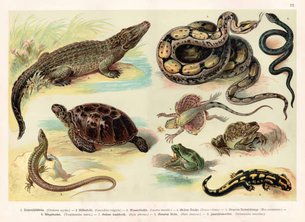 illustrations, cliparts, dessins animés et icônes de reptiles lithographie 1888 - common toad