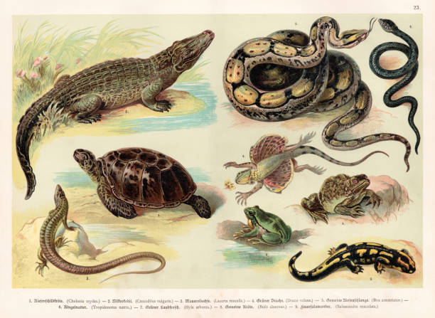 illustrazioni stock, clip art, cartoni animati e icone di tendenza di litografia dei rettili 1888 - common toad