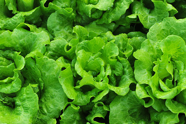 istock green lettuce crops in growth at vegetable garden 584743898