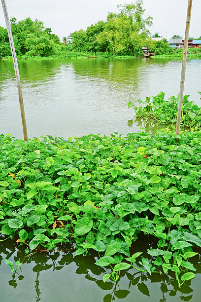 istock Water hyacinth in the river. 584744162