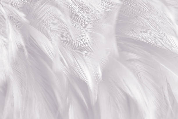 istock Black and white vintage color trends chicken feather texture background 584746216
