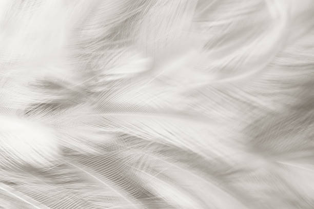 istock black and white vintage color trends chicken feather texture background 584746324