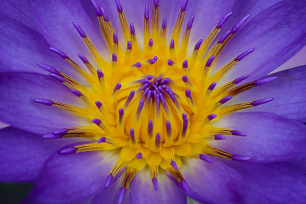 lotus en thaïlande , fleurs. - glorification photos et images de collection