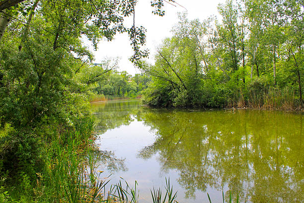 istock Beautiful lake on summer 584746506