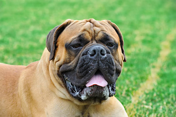 istock English Mastiff dog 584746798
