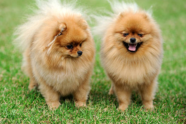 istock Brown pomeranian dog 584746912