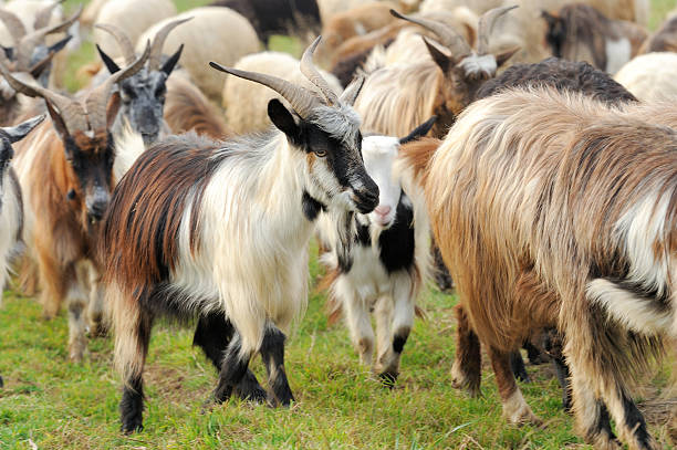 istock Goat in mountain. Autumn season 584747128