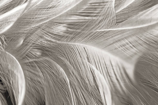 istock Black and white vintage color trends chicken feather texture background 584747688