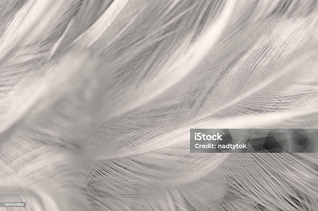 Noir et blanc vintage couleurs tendances plumes de poulet fond de texture - Photo de Plume libre de droits
