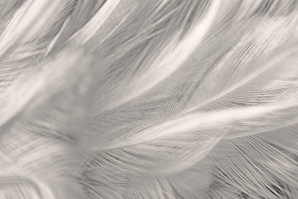 Extreme close-up of a white feather on a blue background.