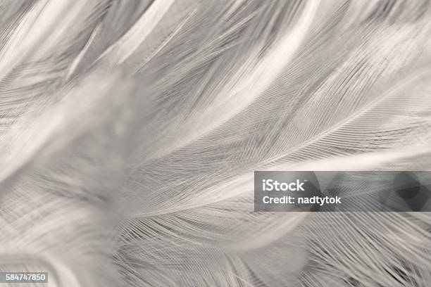 Black And White Vintage Color Trends Chicken Feather Texture Background Stock Photo - Download Image Now