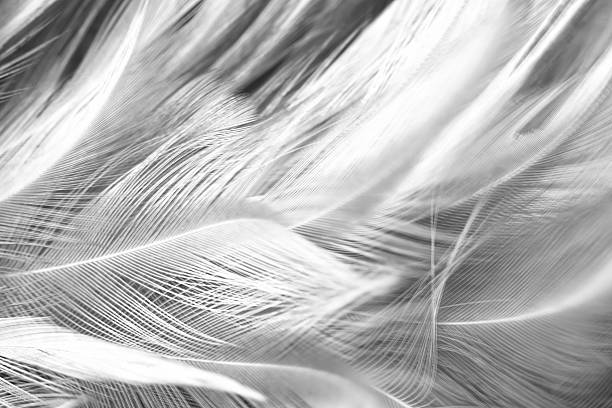 istock Black and white vintage color trends chicken feather texture background 584747932