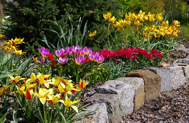 istock flowerbed with wild tulips 584748612