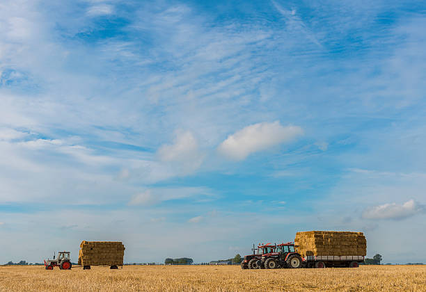 Groningen, The Netherlands - August 20, 2012: Several tractors on a grain field for the harvest of grain and straw bales.