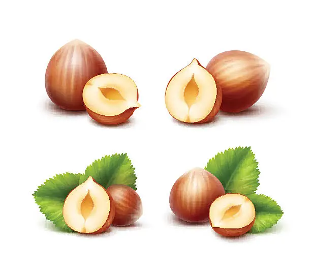 Vector illustration of Full and Half Peeled Unpeeled Realistic Hazelnuts with Leaves Isolated