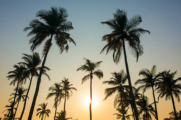 istock Palm trees silhouette at the sunset, India 584752560
