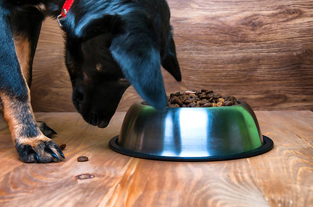 istock Dog is going to eat food from a bowl 584753144
