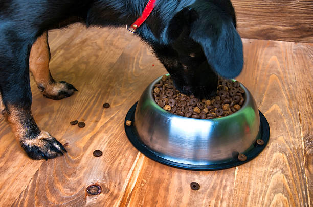 istock Dog eats food from a bowl 584753422