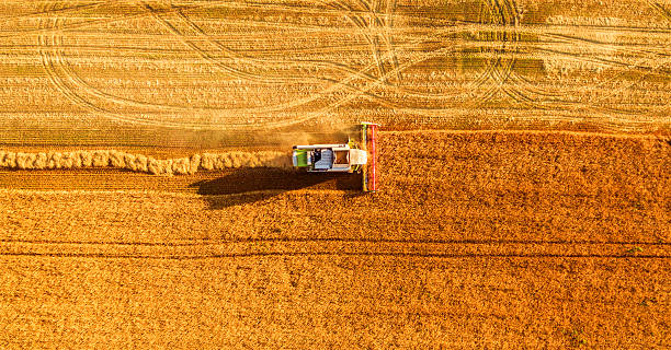 istock Harvester working in field and mows wheat. Ukraine. Aerial view. 584753518