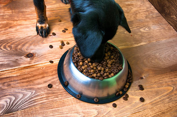 istock Dog eats food from a bowl 584753656