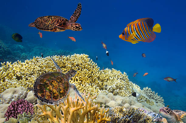 istock Green turtle swimming in blue ocean 584754060