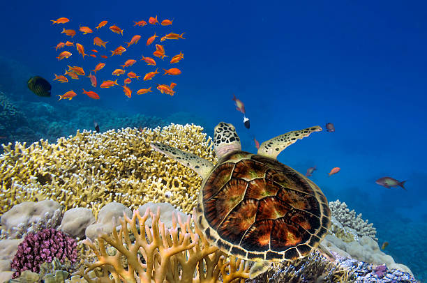 istock Green turtle swimming in blue ocean 584754104