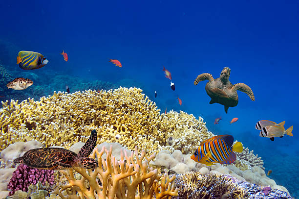 istock Green turtle swimming in blue ocean 584754156