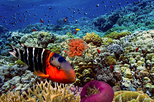 istock Coral reef and fish, Red Sea, Egypt 584754218