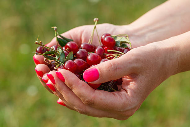 istock Woman hand showing fresh delicious cherry 584754224
