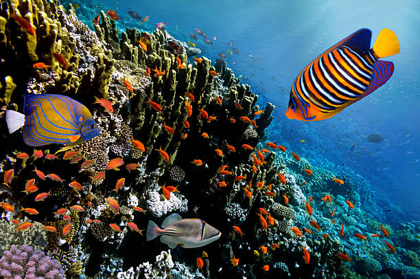 istock Lyretail Anthias fish on a coral reef 584754598