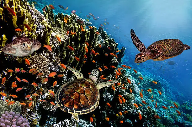 Colorful coral reef with many fishes and sea turtles