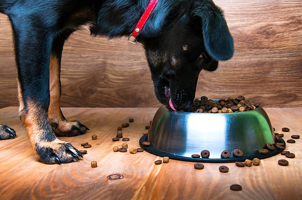 istock Dog eats food from a bowl 584755320