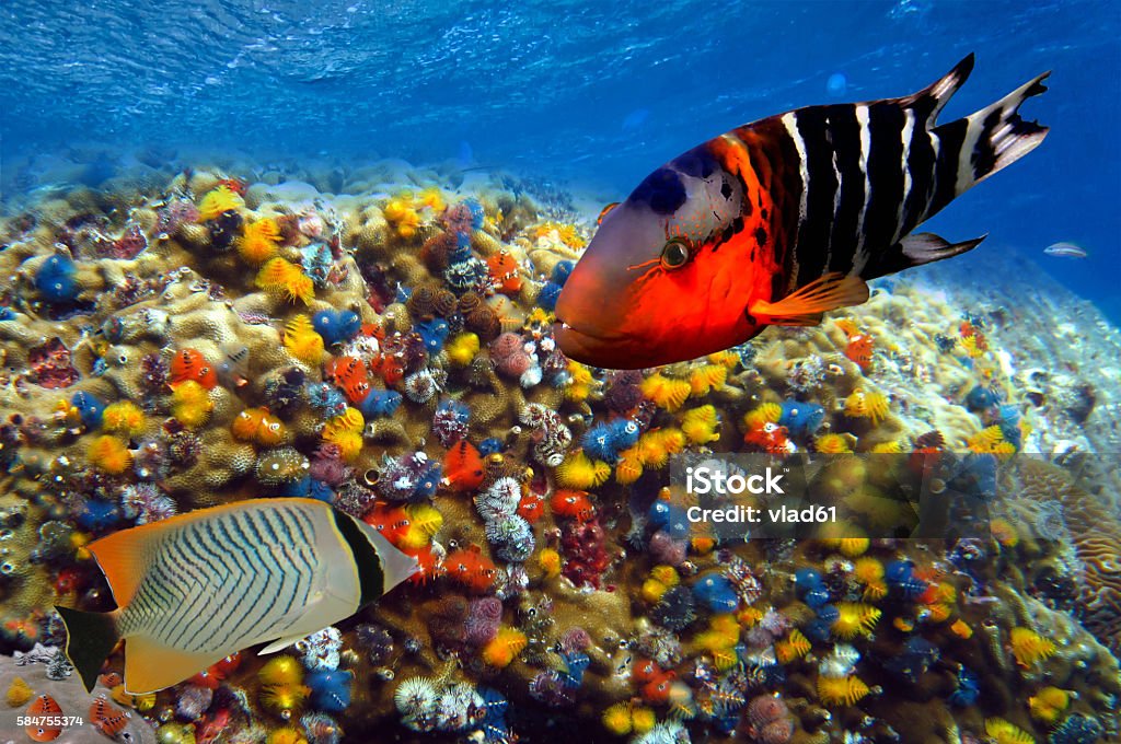 Christmas tree worms (Spirobranchus giganteus) Christmas tree worms (Spirobranchus giganteus), in a variety of colors, live in calcareous tubes which penetrate a living Porites coral colony Adventure Stock Photo