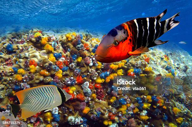 Christmas Tree Worms Stock Photo - Download Image Now - Adventure, Animal Wildlife, Biology