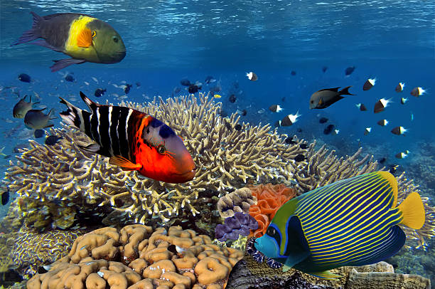 istock Coral reef with fire coral and exotic fishes 584755406