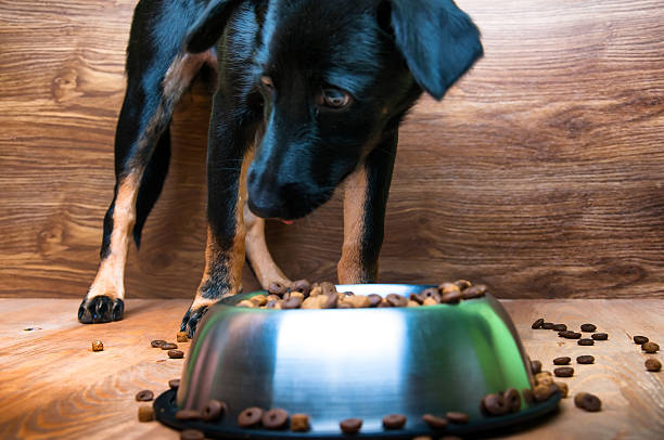 istock Dog is going to eat food from a bowl 584755422