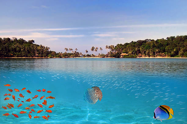 istock Tropical paradise and corals on a reef top 584755494