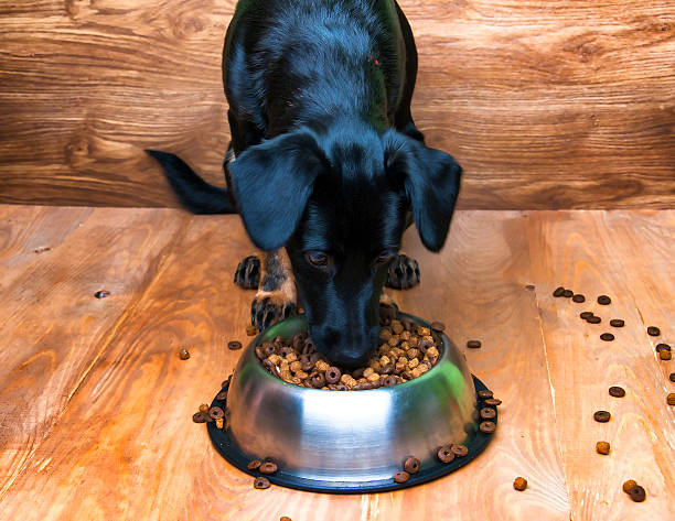 istock Dog is going to eat food from a bowl 584755732