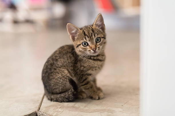 istock Little ball of fur 584755918