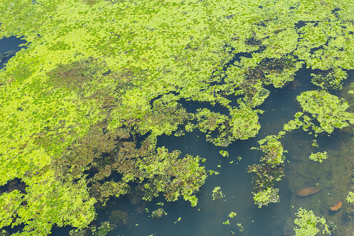 moss cover the river, water lettuec (Pistia stratiotes L.) plant in swamp.