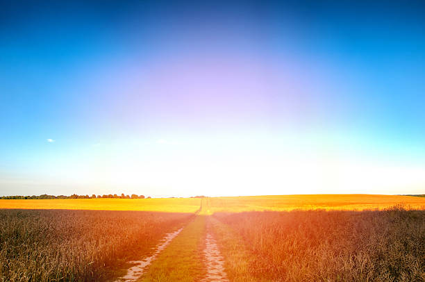 istock Sandy country road through the fields 584757818