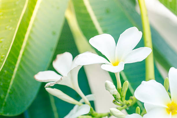 flores blancas amarillas de plumeria frangipani. - scented asia asian culture bunch fotografías e imágenes de stock