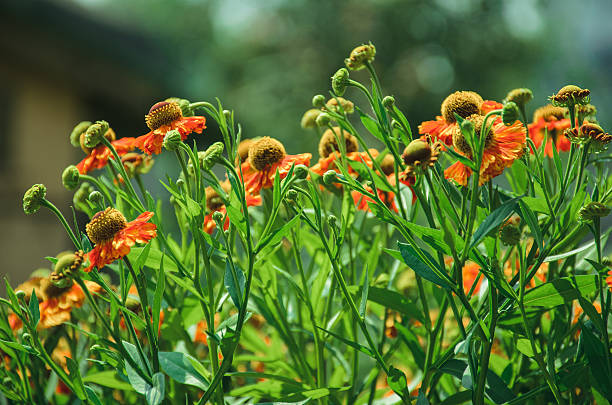 istock Blooming colorful flowers 584758570